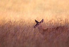 As the Deer As the Deer
