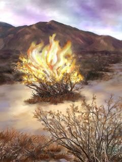Burning Bush Burning Bush