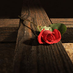 Cross & Rose Cross & Rose