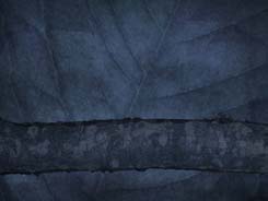 Feuille Blue Feuille Blue