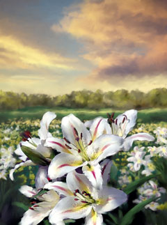 Lilies of the Field Lilies of the Field