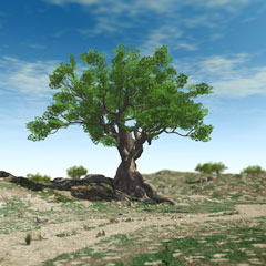 Fig Tree 1 Fig Tree 1