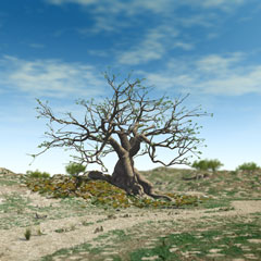 Fig Tree 2 Fig Tree 2