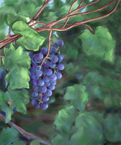 Grapevine Grapevine