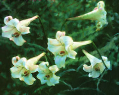 Lilies Lilies
