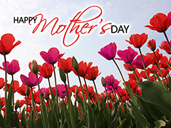 Mothers Day Tulips Mothers Day Tulips