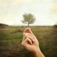 Mustard Seed Mustard Seed