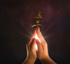 Prayer Seed Prayer Seed