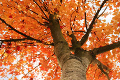 Season's Change Season's Change