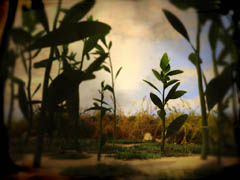 Seeds 4 Seeds 4