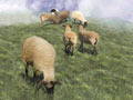 Sheep 2