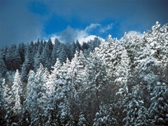 Snowy Trees Snowy Trees