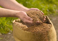The Sower The Sower