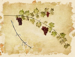 Vine Vine