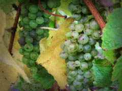 Vineyard Vineyard