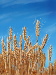 Wheat Wheat