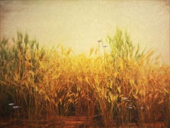 Wheat And Tares Wheat And Tares
